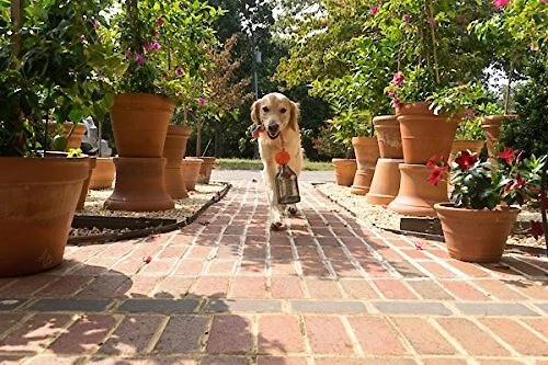 PetSafe Sportsmen Tug A Jug Treat Dispensing Tough Dog Chew Toy 8 PetSafe Sportsmen Tug A Jug Treat Dispensing Tough Dog Chew Toy - Image 8