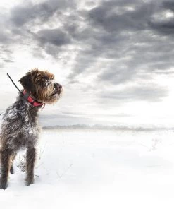 SportDOG TEK 2.0 GPS Tracking System -PetSafe Store 121407 PT3. SY630 V1626450154