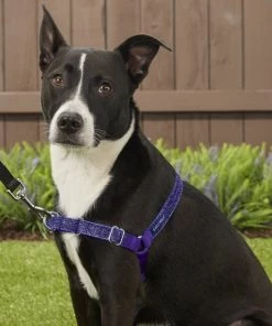PetSafe Bling Easy Walk Nylon No Pull Dog Harness 10 PetSafe Bling Easy Walk Nylon No Pull Dog Harness -PetSafe Store 121416 PT4. SY630 V1569532662