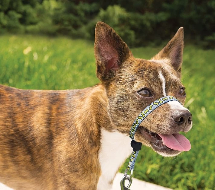 PetSafe Gentle Leader Chic Padded Dog Headcollar & Leash 3 PetSafe Gentle Leader Chic Padded Dog Headcollar & Leash - Image 3