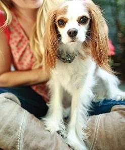 PetSafe Elite Little Dog In-Ground Fence Receiver Dog Collar -PetSafe Store 140640 PT2. SY630 V1523630118