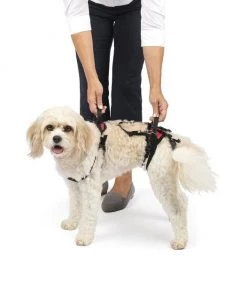 PetSafe CareLift Handicapped Support Dog Harness 9 PetSafe CareLift Handicapped Support Dog Harness -PetSafe Store 166215 PT5. SY630 V1582066699