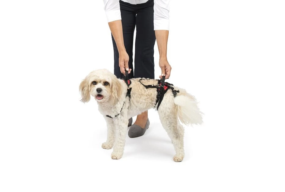 PetSafe CareLift Handicapped Support Dog Harness 5 PetSafe CareLift Handicapped Support Dog Harness - Image 5