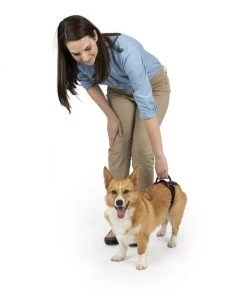 PetSafe CareLift Rear Handicapped Support Dog Harness 11 PetSafe CareLift Rear Handicapped Support Dog Harness -PetSafe Store 166217 PT4. SY630 V1601008873