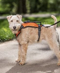 PetSafe Walk Along Nylon Reflective Back Clip Dog Harness 9 PetSafe Walk Along Nylon Reflective Back Clip Dog Harness -PetSafe Store 184970 pt2. SY630 V1564672965