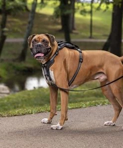 PetSafe Walk Along Nylon Reflective Back Clip Dog Harness -PetSafe Store 201034 PT2. SY630 V1569011297