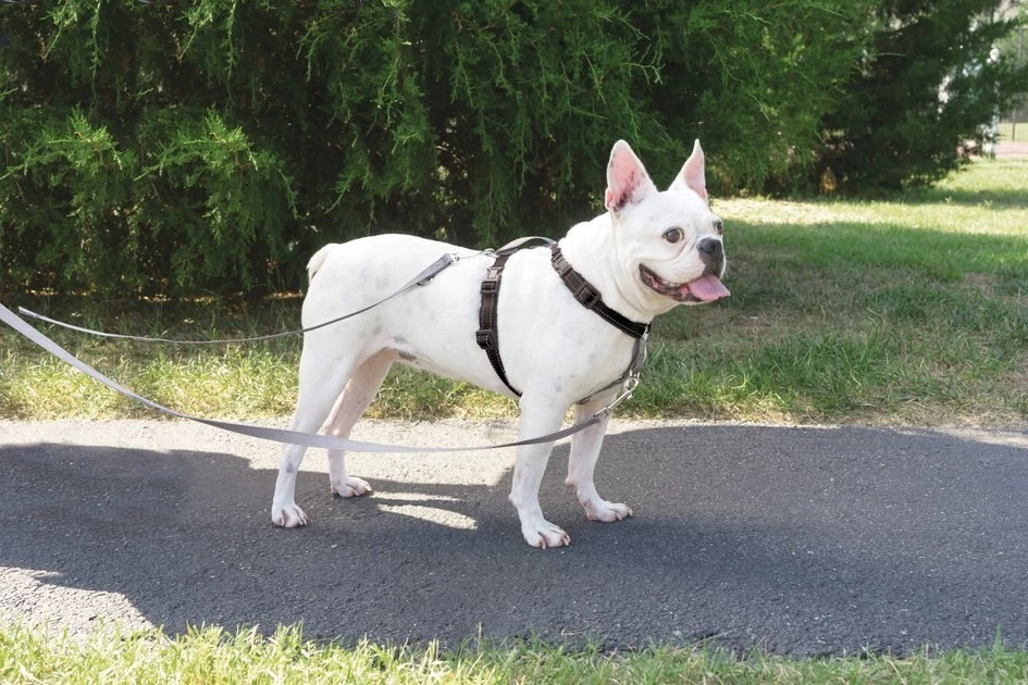 PetSafe 3-in-1 Reflective Dog Harness & Leash 3 PetSafe 3-in-1 Reflective Dog Harness & Leash - Image 3