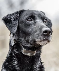 SportDOG YardTrainer Training Dog Collar 9 SportDOG YardTrainer Training Dog Collar -PetSafe Store 242191 PT3. SY630 V1593697684