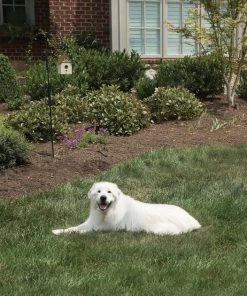 PetSafe Outdoor Ultrasonic Bark Control Deterrent 12 PetSafe Outdoor Ultrasonic Bark Control Deterrent -PetSafe Store 63576 PT5. SY630 V1486394134