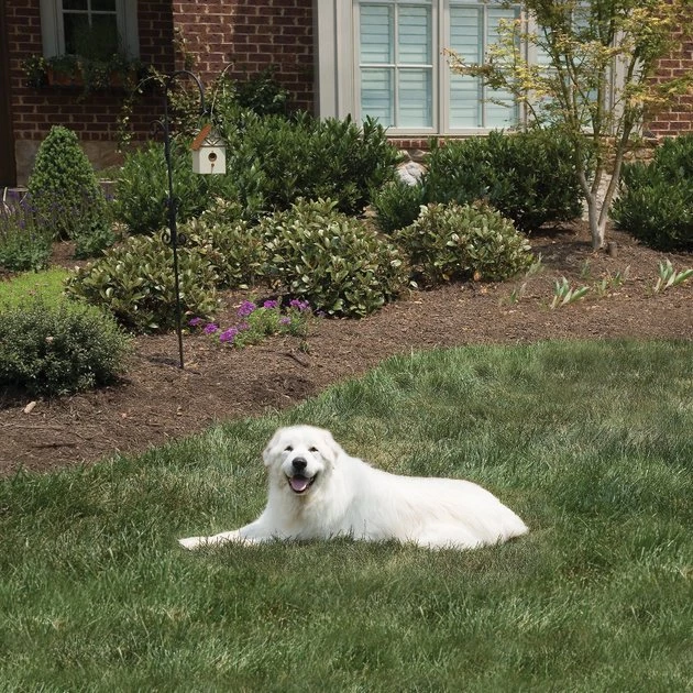 PetSafe Outdoor Ultrasonic Bark Control Deterrent 6 PetSafe Outdoor Ultrasonic Bark Control Deterrent - Image 6