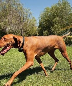 PetSafe Stay & Play Compact Wireless Dog & Cat Fence -PetSafe Store 66989 PT6. SY630 V1481235124