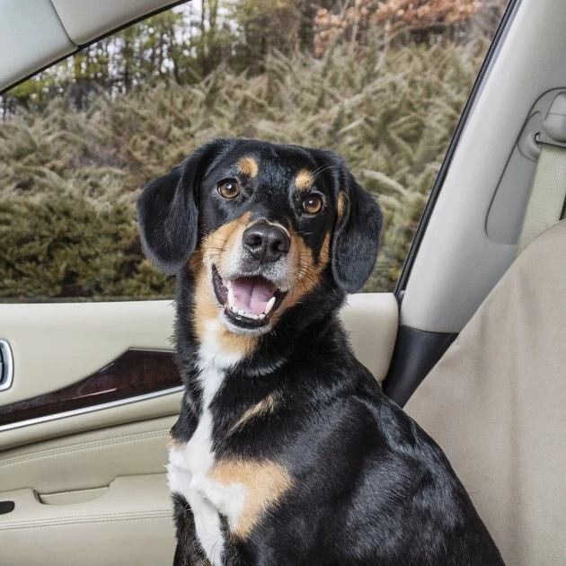 PetSafe Happy Ride Pet Travel Organizer Kit 2 PetSafe Happy Ride Pet Travel Organizer Kit - Image 2