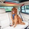 PetSafe Happy Ride Dog Vehicle Zipline