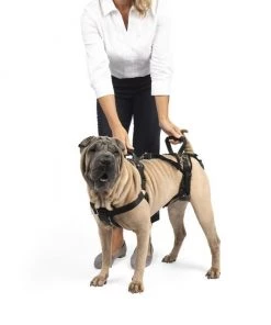 PetSafe CareLift Handicapped Support Dog Harness -PetSafe Store 68837 PT5. SY630 V1622671091