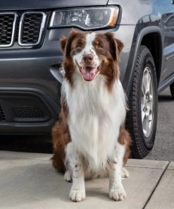 PetSafe Happy Ride Dog Seat Belt Tether -PetSafe Store 79321 PT6. SY630 V1568651195