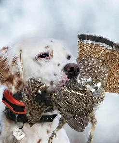 SportDOG UplandHunter 1875 Training Dog Collar 10 SportDOG UplandHunter 1875 Training Dog Collar -PetSafe Store 79582 PT4. SY630 V1626451908