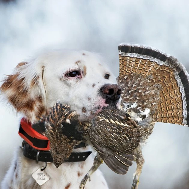 SportDOG UplandHunter 1875 Training Dog Collar 5 SportDOG UplandHunter 1875 Training Dog Collar - Image 5