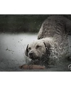 SportDOG Regular Plastic Dog Training Dummy 5 SportDOG Regular Plastic Dog Training Dummy -PetSafe Store 79894 PT2. SY630 V1649201510