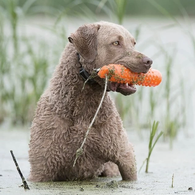 SportDOG Jumbo Plastic Dog Training Dummy 2 SportDOG Jumbo Plastic Dog Training Dummy - Image 2